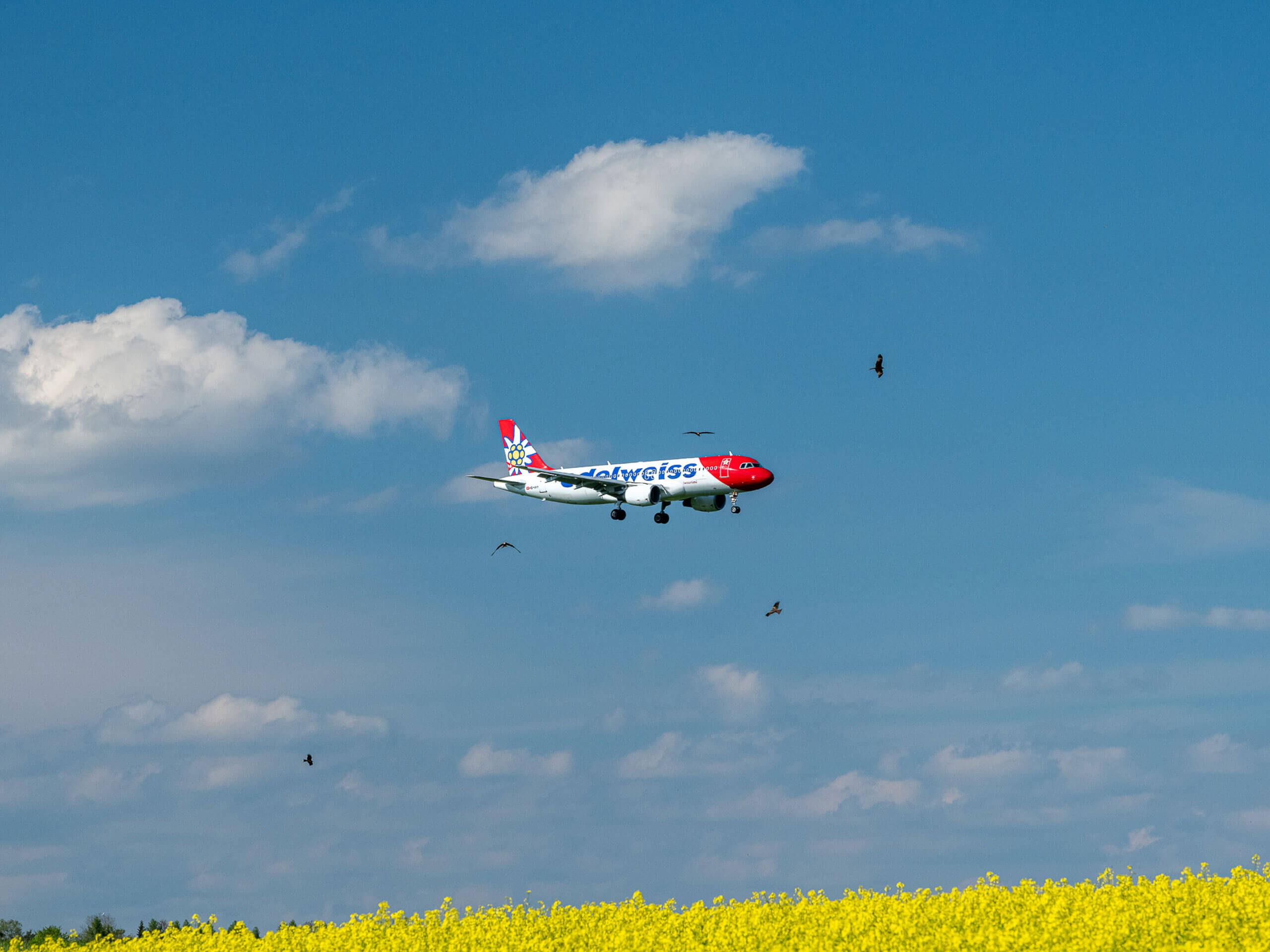 Edelweiss Anflug